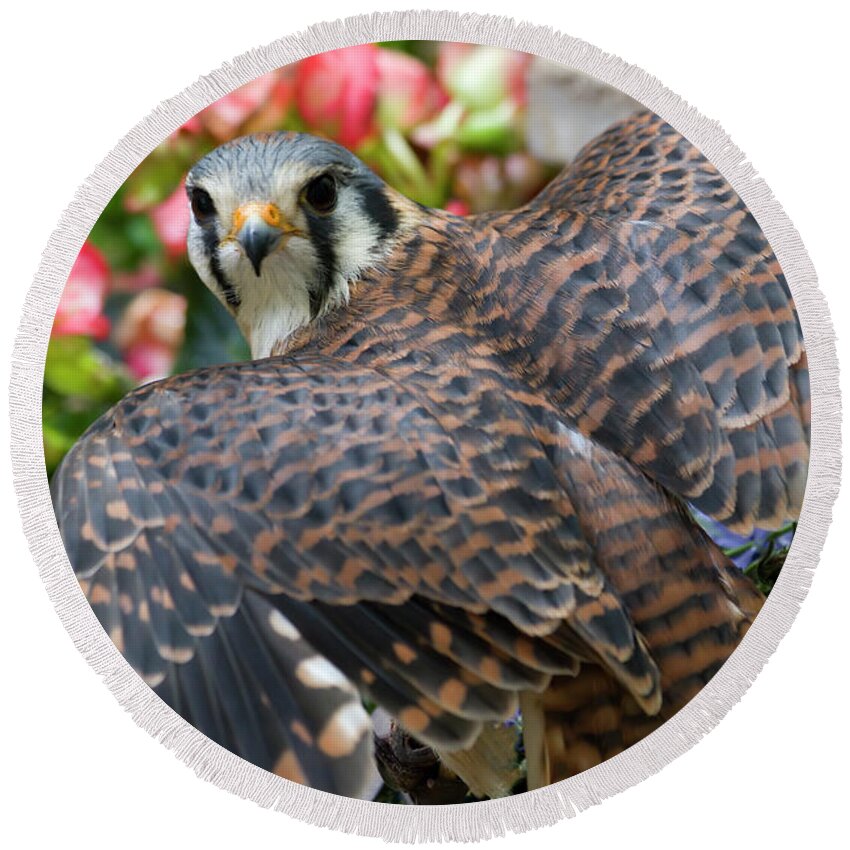 American Round Beach Towel featuring the photograph Kestrel by Jill Lang