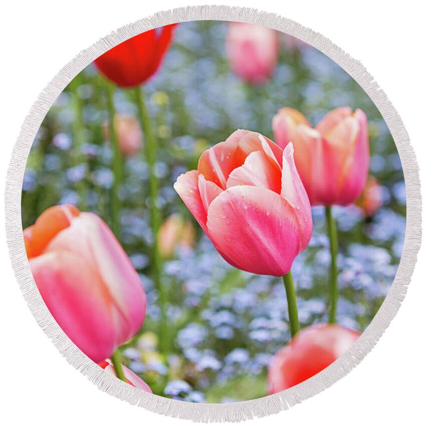 Keukenhof Round Beach Towel featuring the photograph Keukenhof Tulips - Amsterdam by Melanie Alexandra Price