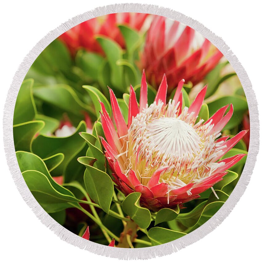 King Protea Round Beach Towel featuring the photograph King Protea flowers by Simon Bratt