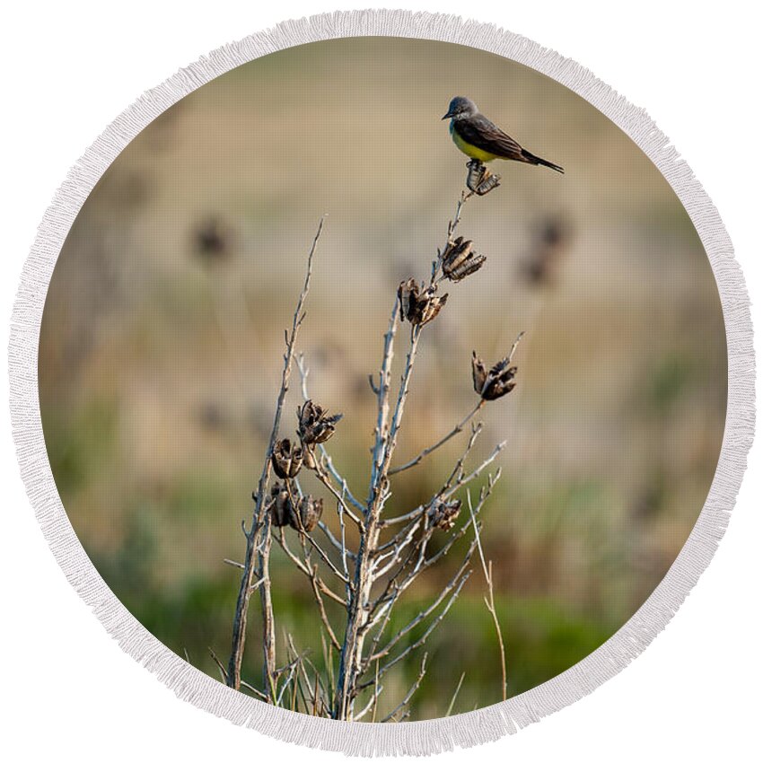 Bird Round Beach Towel featuring the photograph Kingbird on Yucca by Jeff Phillippi