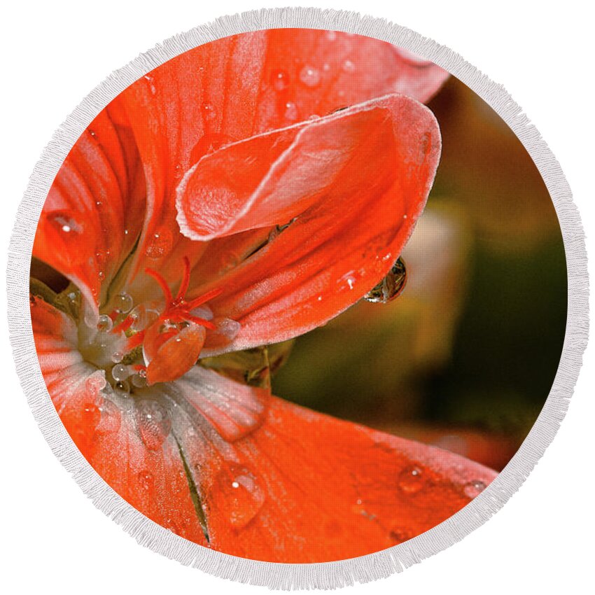 Flower Round Beach Towel featuring the photograph Kissed By The Rain by Christopher Holmes