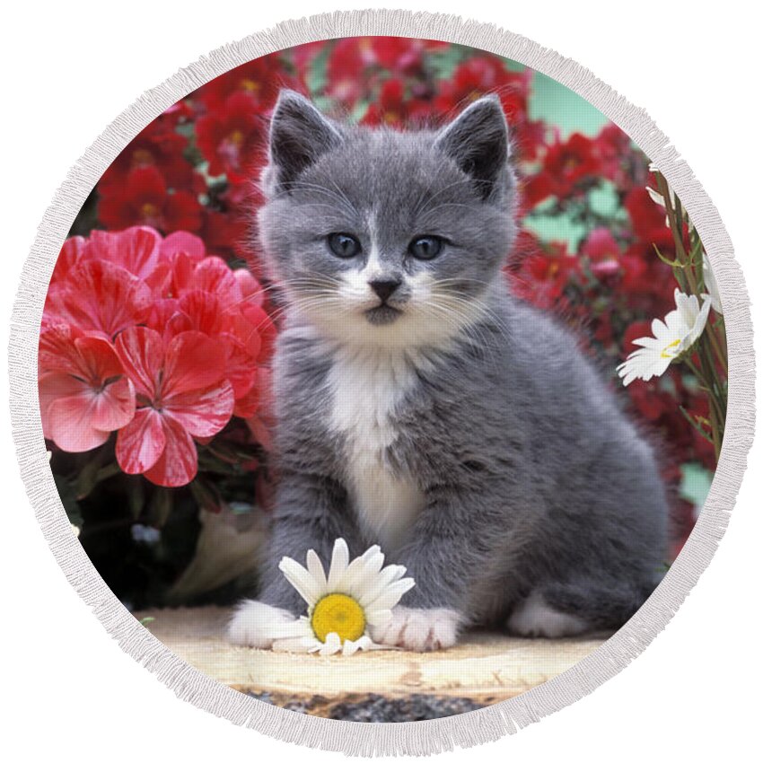 Cat Round Beach Towel featuring the photograph Kitten Playing With Flower by Rolf Kopfle