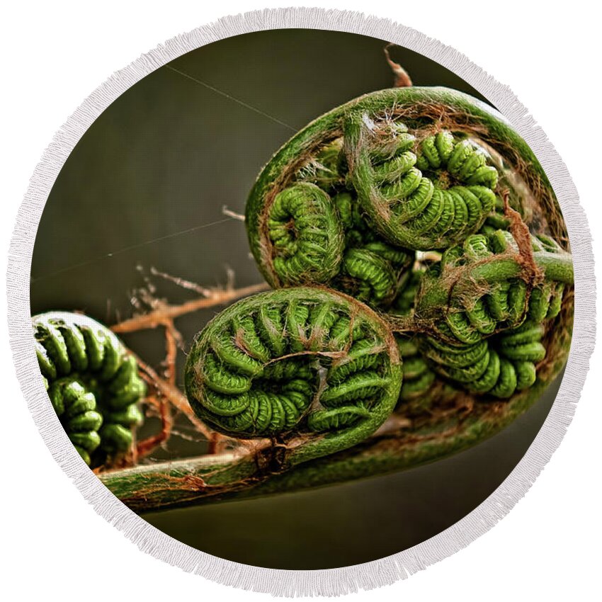 Fern Round Beach Towel featuring the photograph Knotted by Christopher Holmes