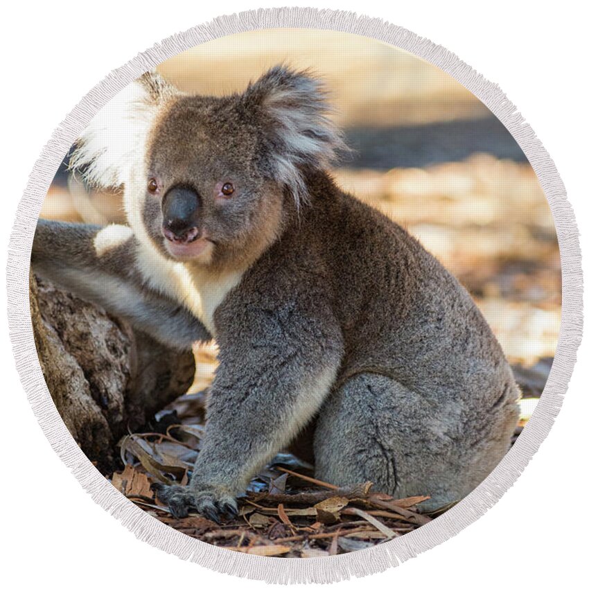 Koala Round Beach Towel featuring the photograph Koala by Andrew Michael