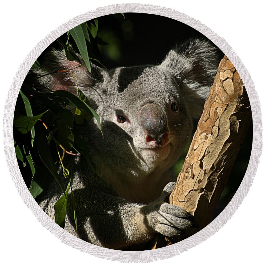 Zoo Round Beach Towel featuring the photograph Koala Bear 5 by Anthony Jones