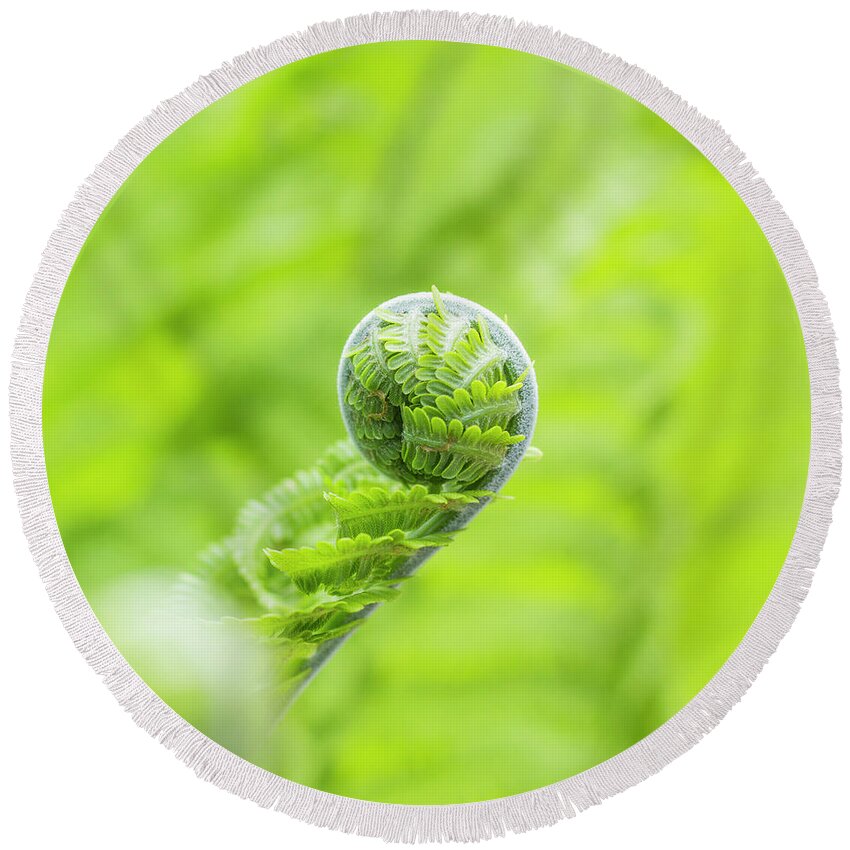 Fern Round Beach Towel featuring the photograph Koru by Holly Ross