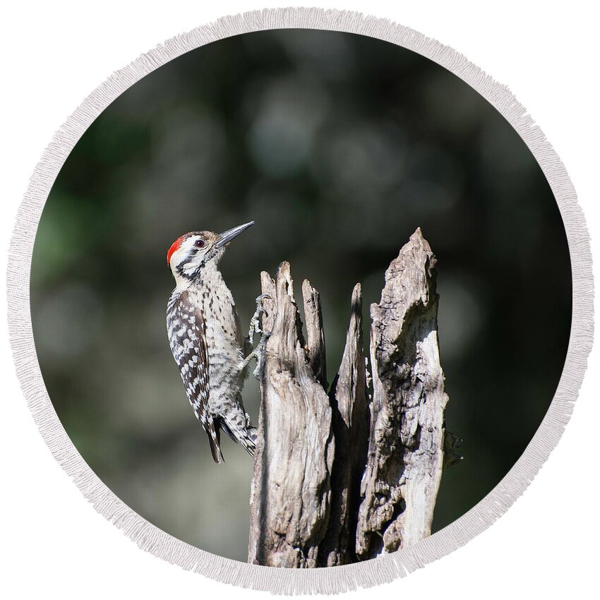 Bird Round Beach Towel featuring the photograph Ladderback Woodpecker by Peggy Blackwell