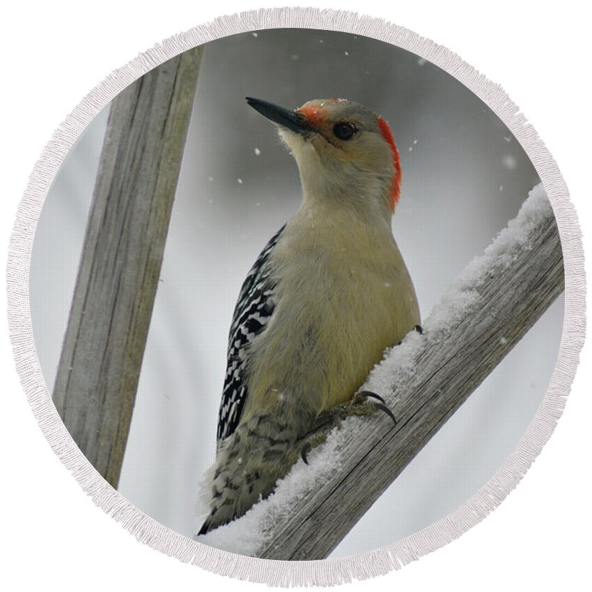 Red Bellied Woodpecker Round Beach Towel featuring the photograph Lady Red Belly by Garrett Sheehan