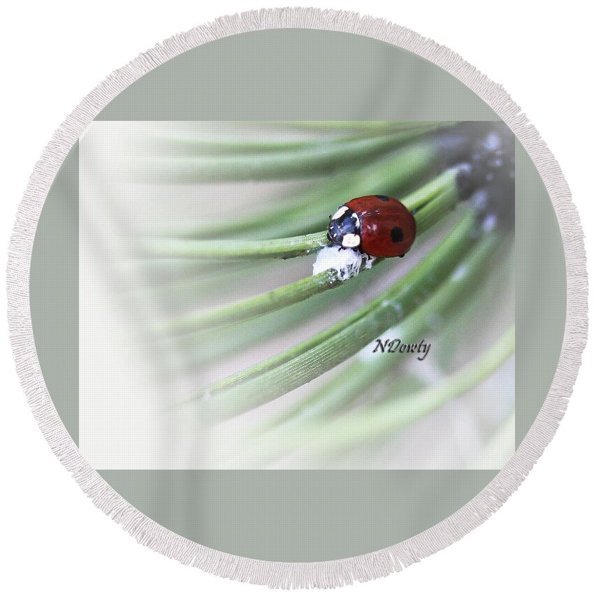 Ladybug On Pine Round Beach Towel featuring the photograph Ladybug on Pine by Natalie Dowty