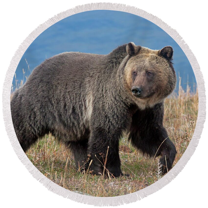 Mark Miller Photos Round Beach Towel featuring the photograph Lakeside Grizzly by Mark Miller