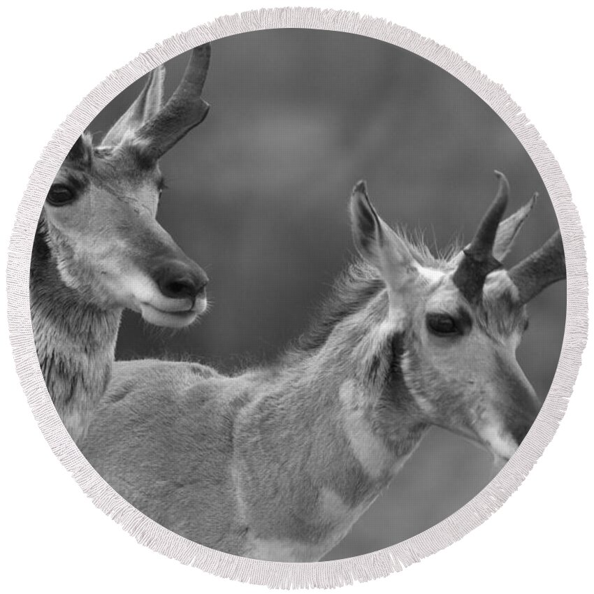 Pronghorn Round Beach Towel featuring the photograph Lamar Valley Pronghorn Landscape Black And White by Adam Jewell