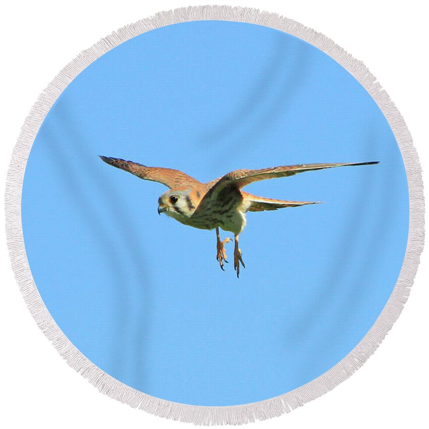 Kestrel Round Beach Towel featuring the photograph Landing Gear Down by Shoal Hollingsworth