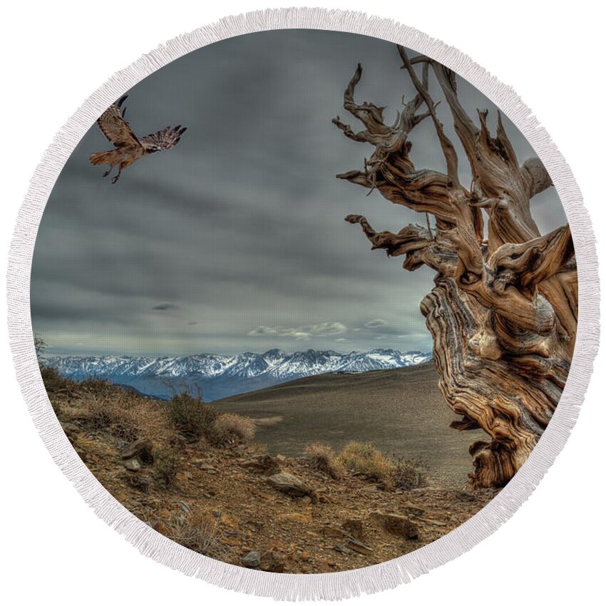 Bristle-cone Pine Round Beach Towel featuring the photograph Landing on Bristlecone Pine by Rick Strobaugh