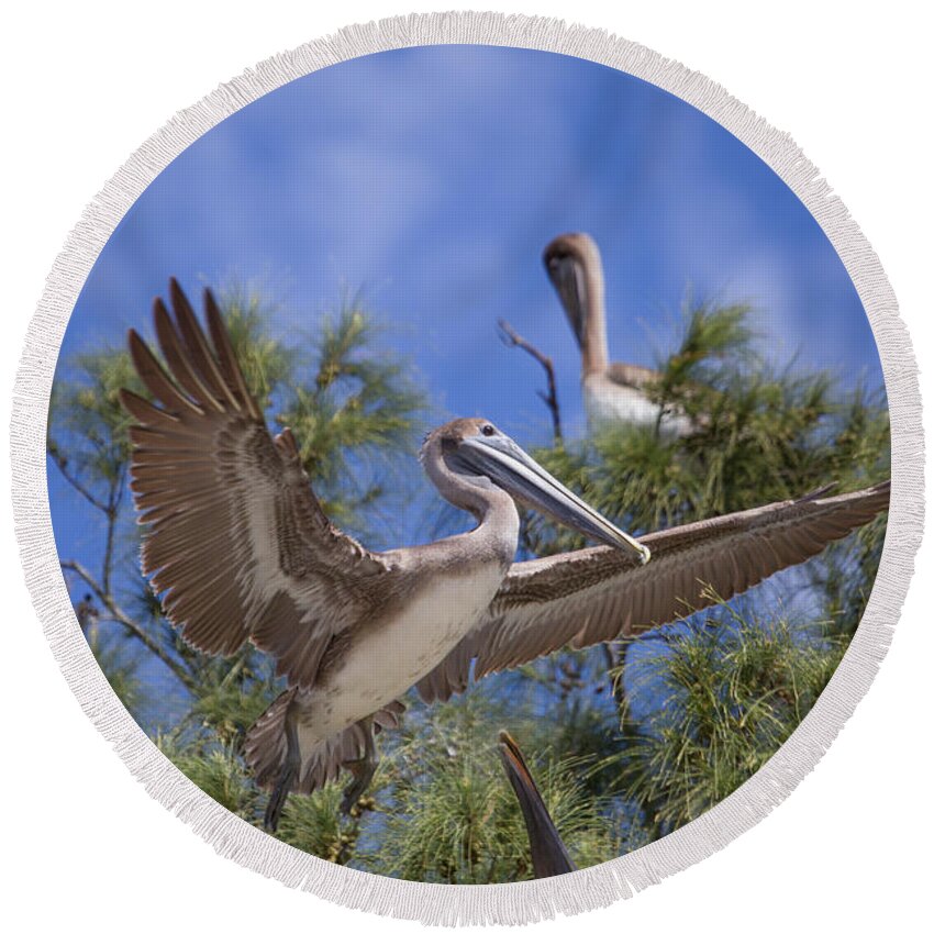 Florida Round Beach Towel featuring the photograph Landing by Paul Schultz