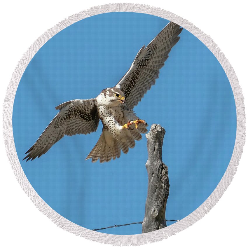 Falcons Round Beach Towel featuring the photograph Landing Prairie Falcon by Judi Dressler