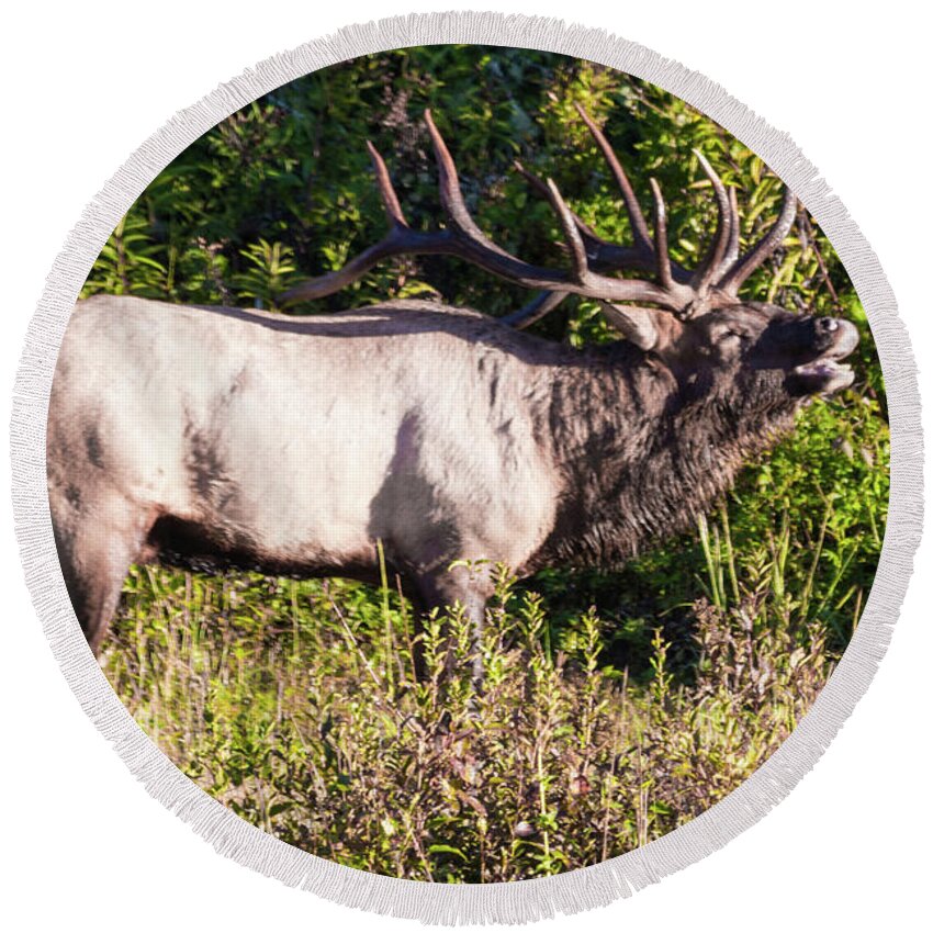 Bull Round Beach Towel featuring the photograph Large Bull Elk Bugling by D K Wall