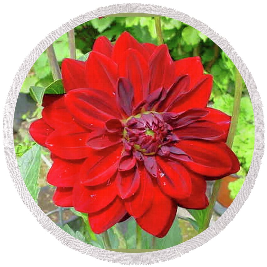 Flower Round Beach Towel featuring the photograph Large Red Dahlia by Jay Milo