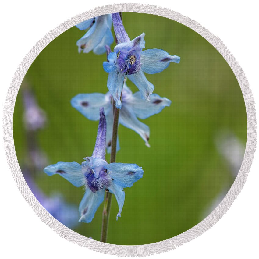 Flowers Round Beach Towel featuring the photograph Larkspur on the Roadside by Robert Potts