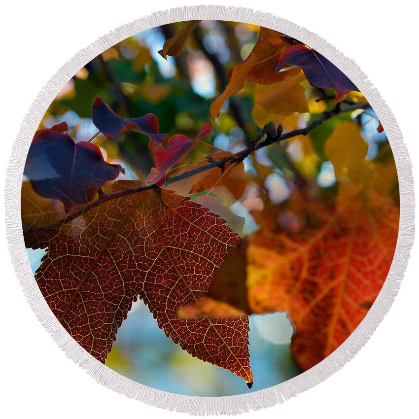 Fall Round Beach Towel featuring the photograph Late Autumn Colors by Stephen Anderson