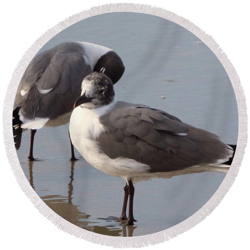 Laughing Round Beach Towel featuring the photograph Laughing Gull by Cathy Harper