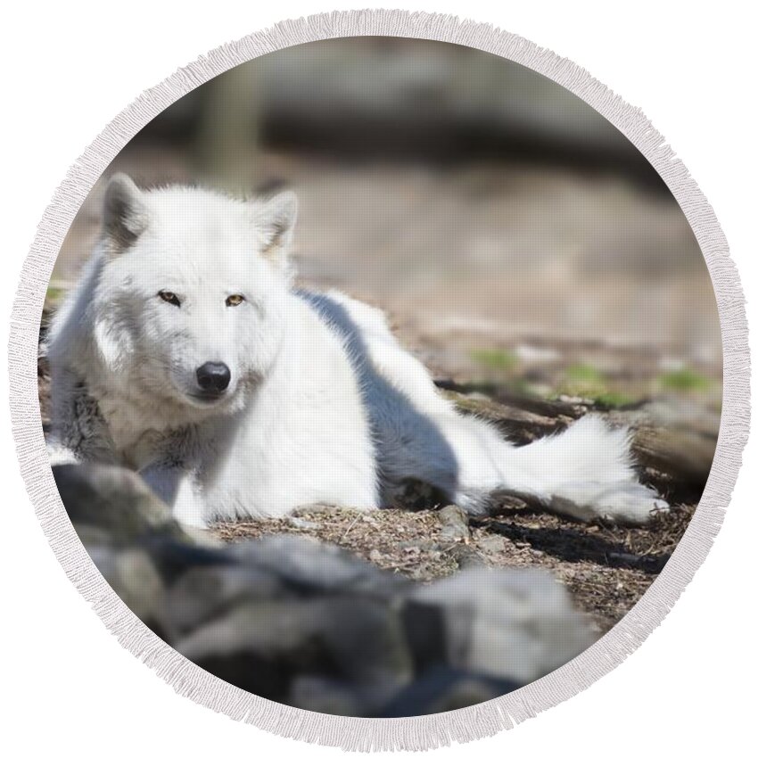 timber Wolf Round Beach Towel featuring the photograph Lazy Wolf by Anthony Sacco