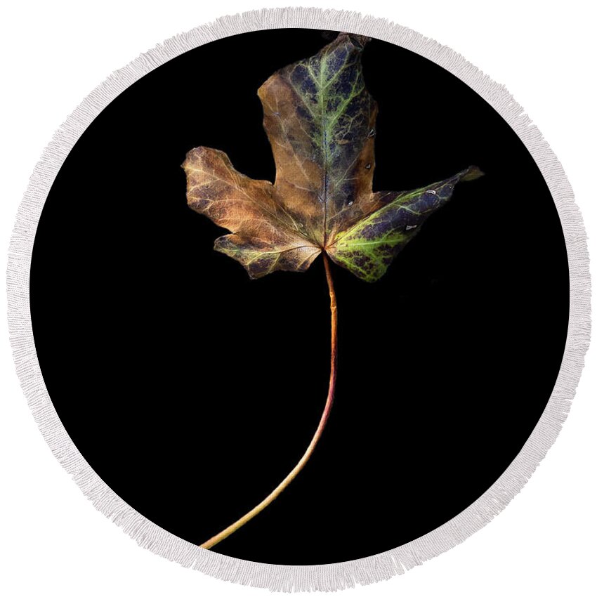 Leaf Round Beach Towel featuring the photograph Leaf 1 by David J Bookbinder