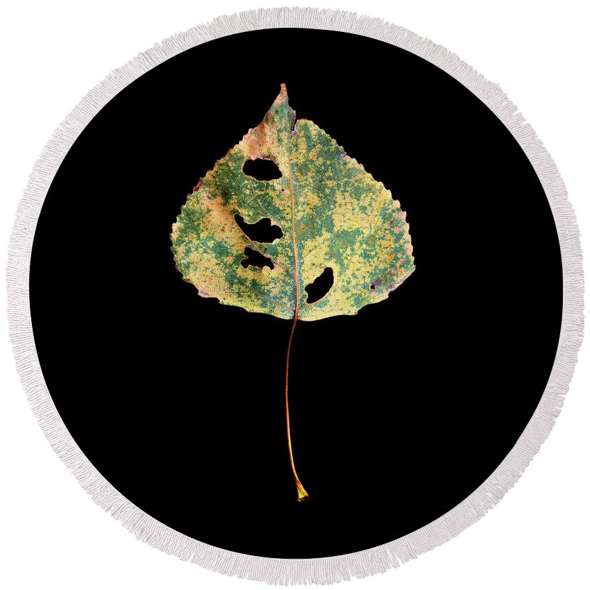 Leaves Round Beach Towel featuring the photograph Leaf 25 by David J Bookbinder