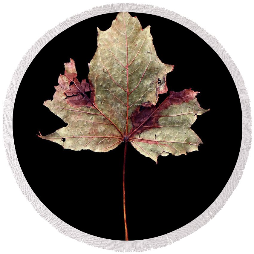 Leaf Round Beach Towel featuring the photograph Leaf 7 by David J Bookbinder