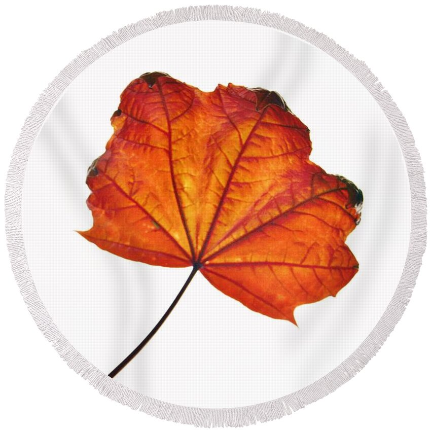Leaf Round Beach Towel featuring the photograph Leaf II by Richard Brookes
