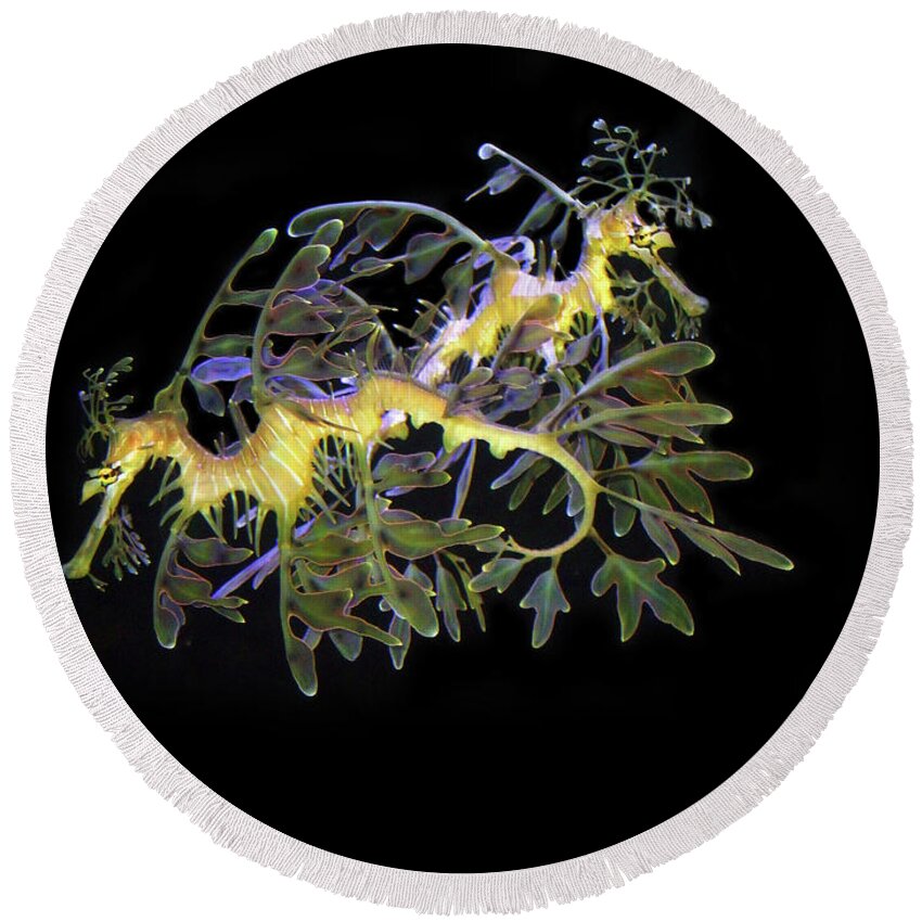 Sea Dragons Round Beach Towel featuring the photograph Leafy Sea Dragons by Anthony Jones