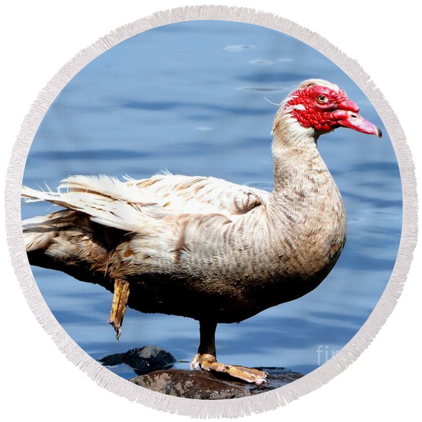 Goose Round Beach Towel featuring the photograph Leg Up by Dani McEvoy