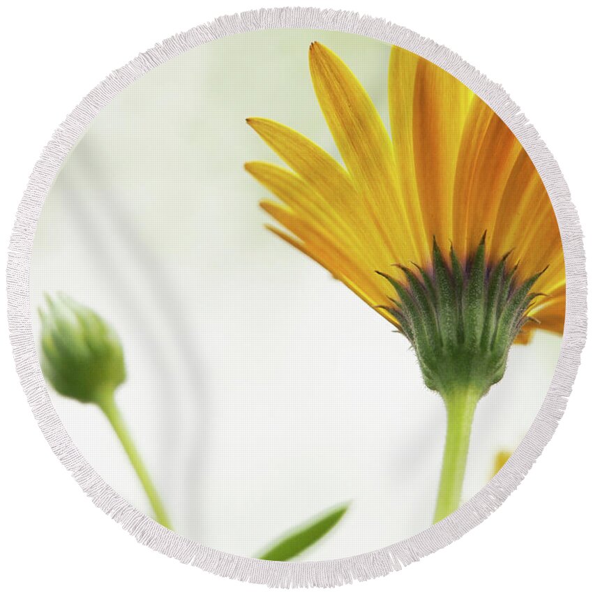 Flowers Round Beach Towel featuring the photograph Lemon Symphony On A Crisp Spring Day by Dorothy Lee