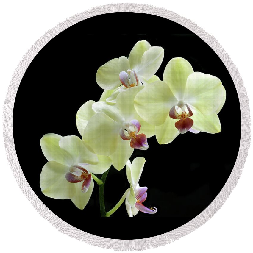 Orchid Round Beach Towel featuring the photograph Lemon Yellow Orchid's by Terence Davis