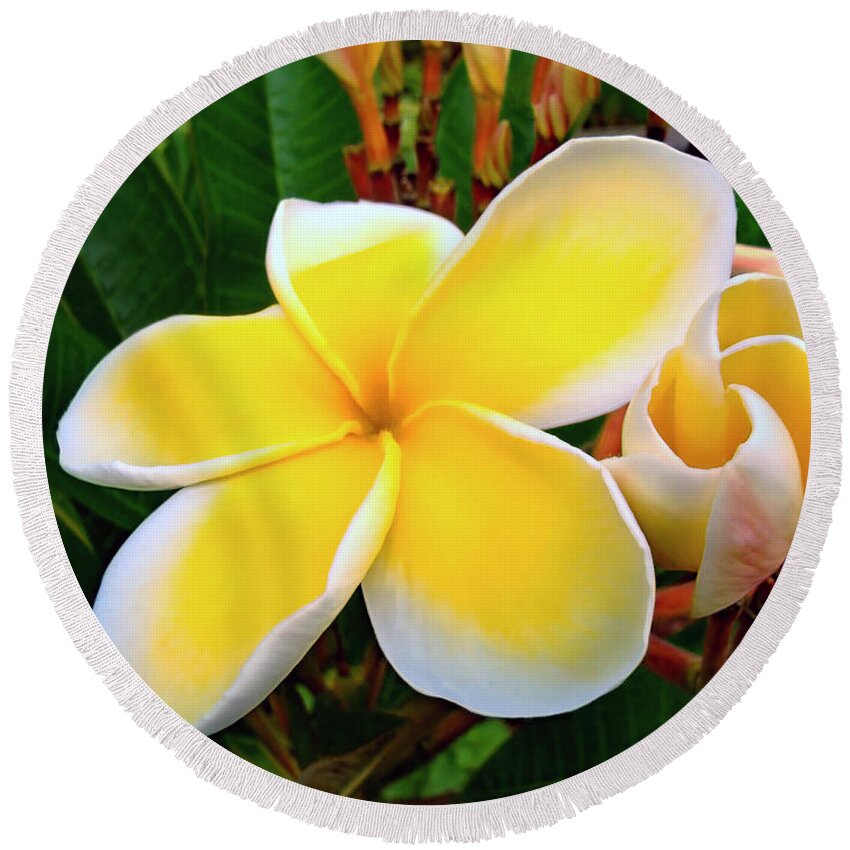 Flower Round Beach Towel featuring the photograph Lemon Yellow Plumeria by Sue Melvin