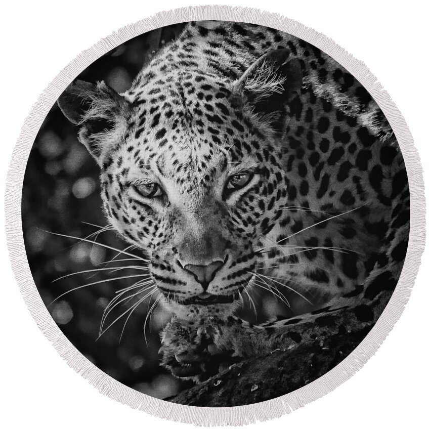 Leopard Round Beach Towel featuring the photograph Leopard, Black And White by Jean Francois Gil