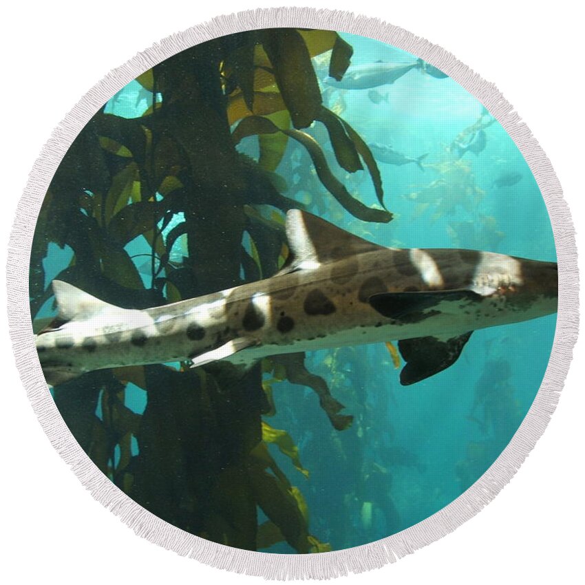 Leopard Shark Round Beach Towel featuring the digital art Leopard Shark by Super Lovely