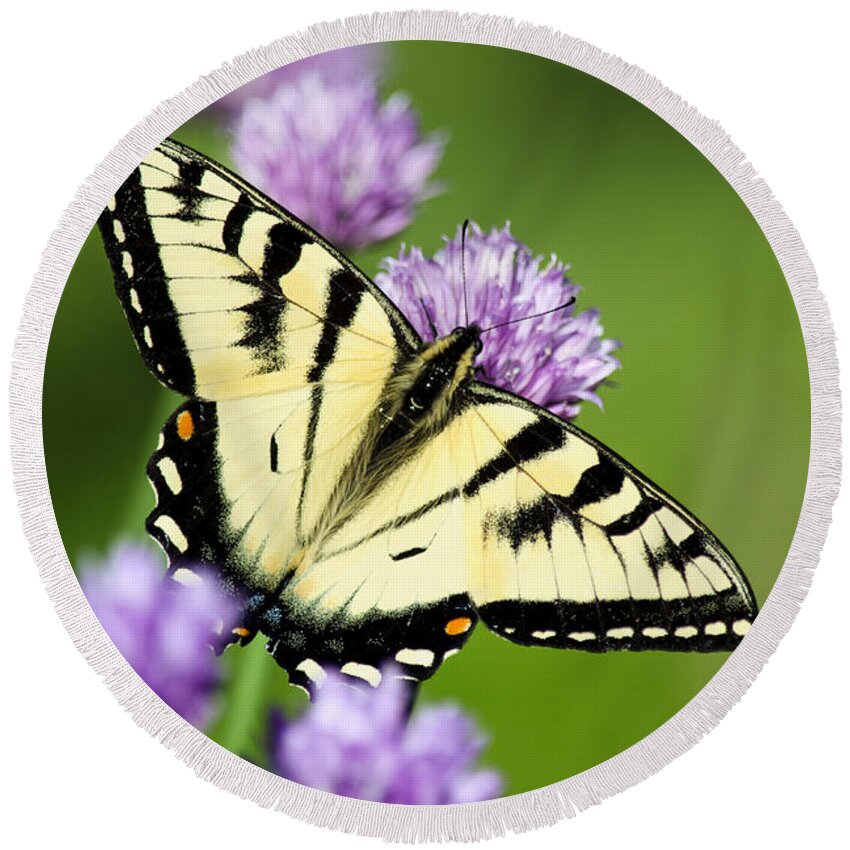 Butterfly Round Beach Towel featuring the photograph Beautiful Swallowtail Butterfly On Flowers by Christina Rollo