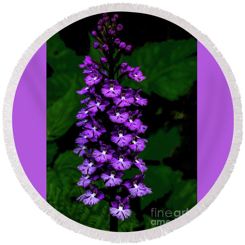 Platanthera Psycodes Round Beach Towel featuring the photograph Lesser Purple fringed Orchid by Barbara Bowen