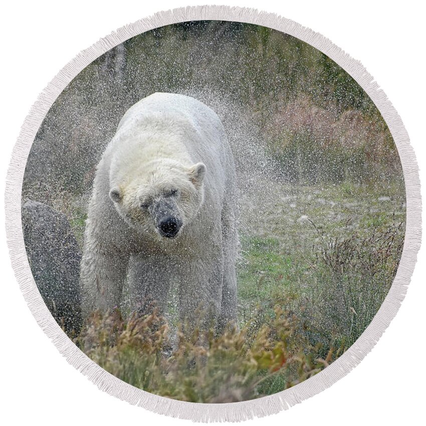 Polar Bear Round Beach Towel featuring the photograph Lets Twist Again by Kuni Photography