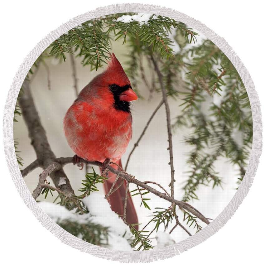 Leucistic Round Beach Towel featuring the photograph Leucistic Northern Cardinal by Everet Regal