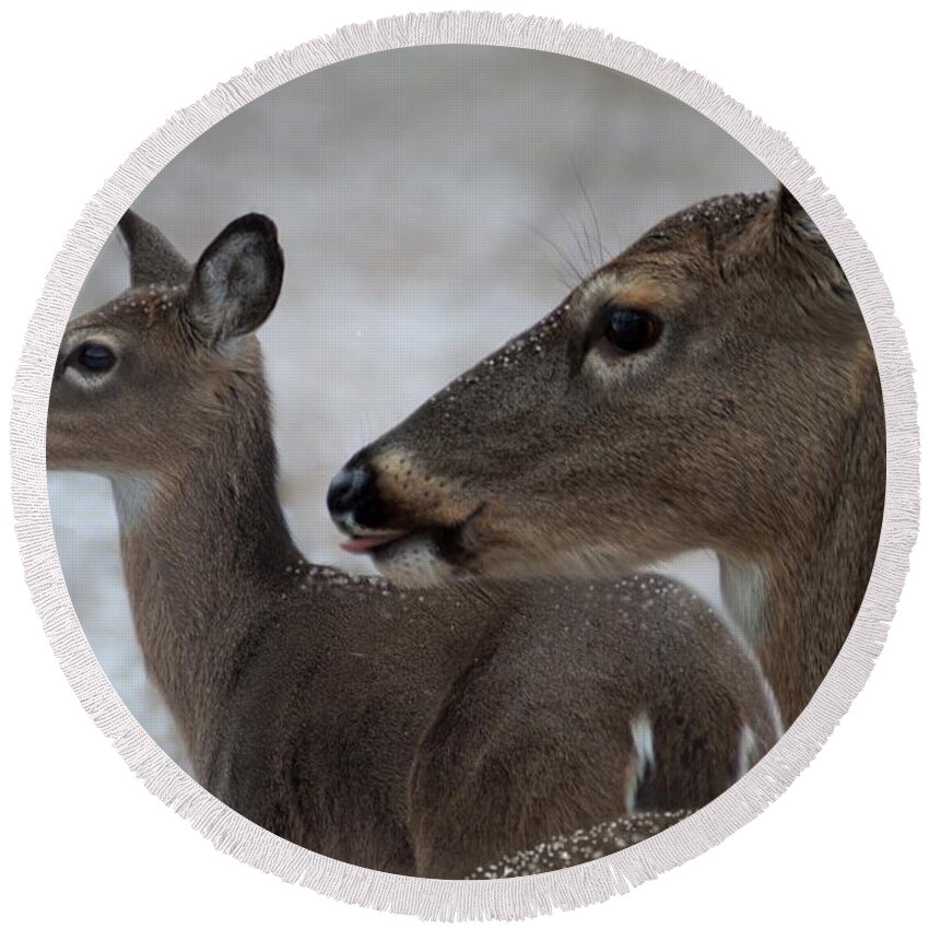 Deer Round Beach Towel featuring the photograph Licking Snowflakes by Bill Stephens