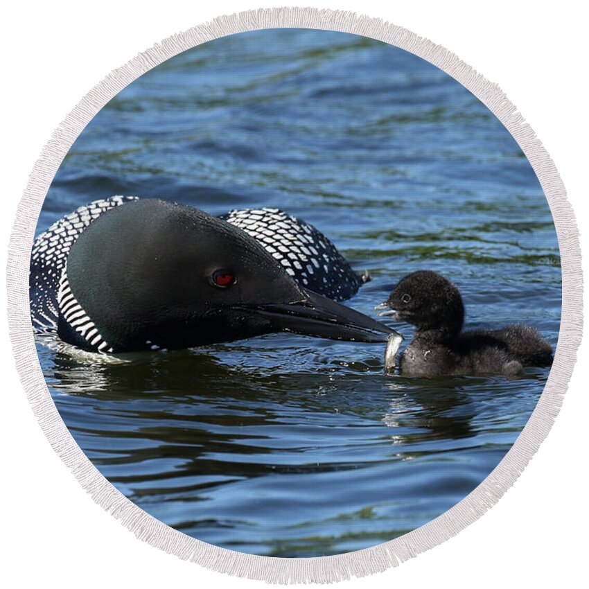 Loon Round Beach Towel featuring the photograph Life Lessons by Heather King