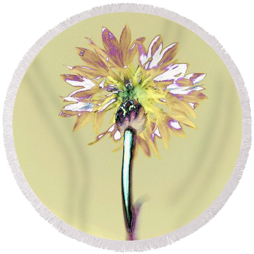 Flower Round Beach Towel featuring the photograph Light and Lovely by Dani McEvoy