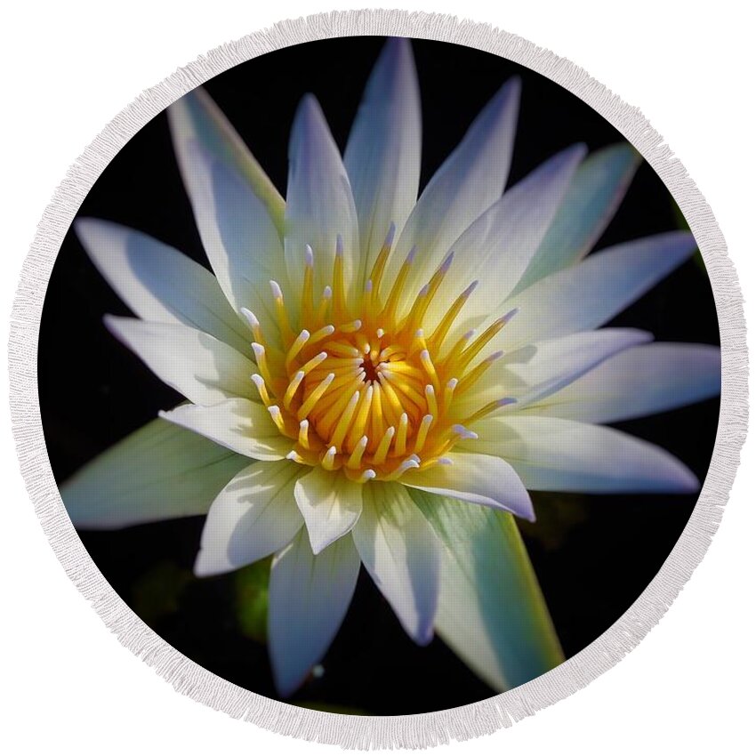 Blue Round Beach Towel featuring the photograph Light Blue Water Lily by Chad and Stacey Hall