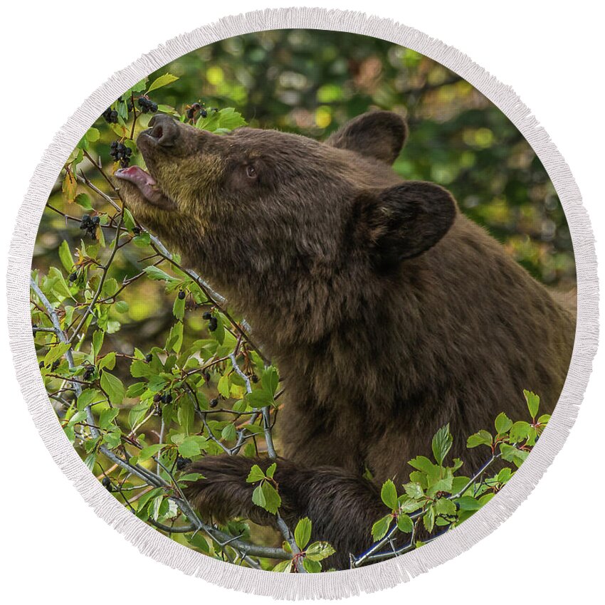 Bear Round Beach Towel featuring the photograph Light On Berries by Yeates Photography