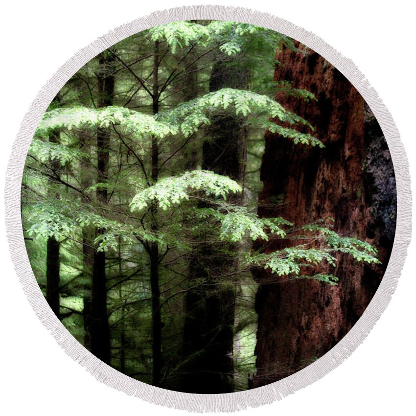 Trees Round Beach Towel featuring the photograph Light on Trees by David Chasey