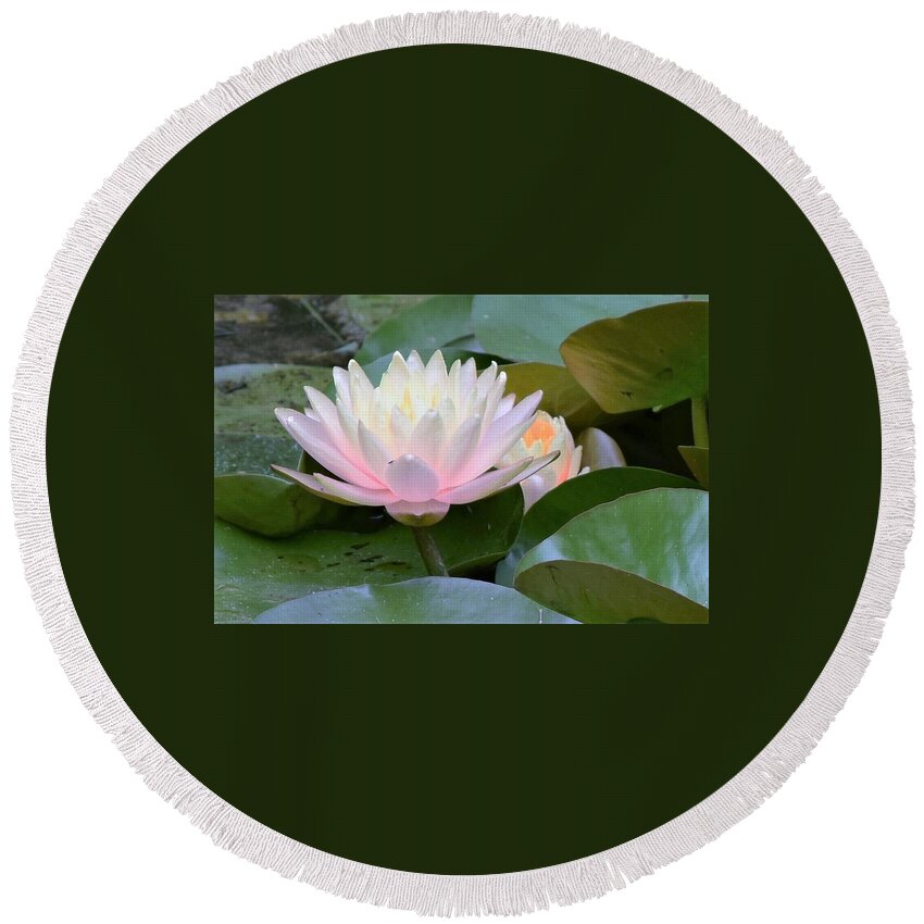 Water Lily Round Beach Towel featuring the photograph Lilies All Aglow by Mary Ann Artz