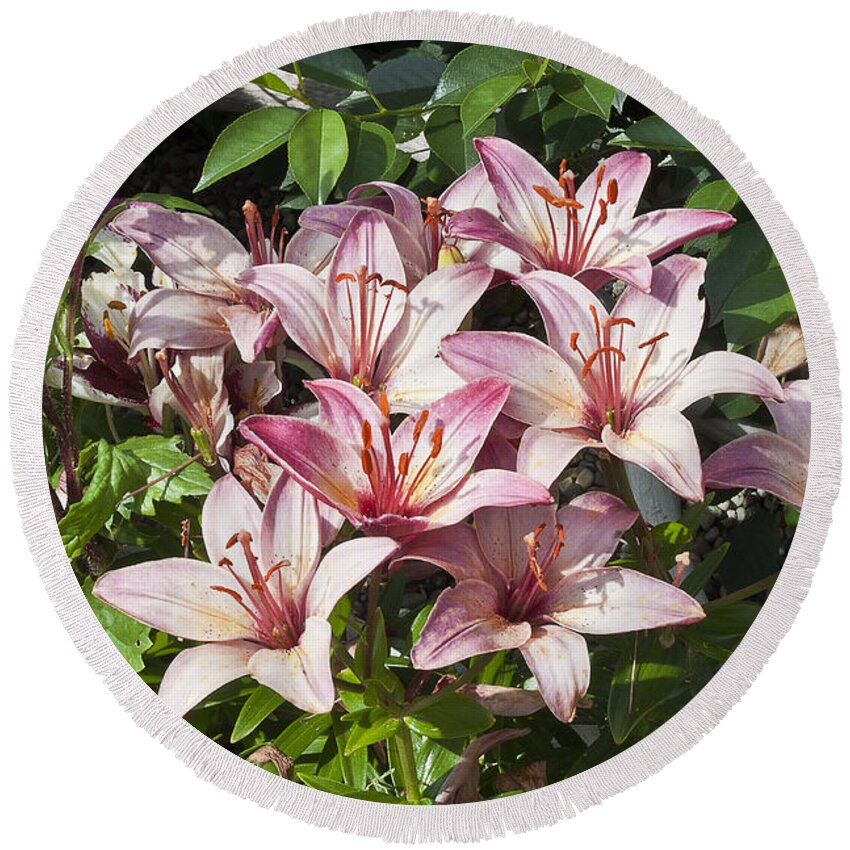 Lily Round Beach Towel featuring the photograph Lilies In Pink by Sandra Foster