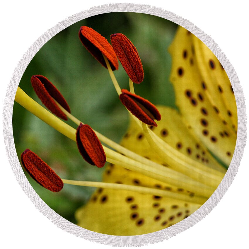 Flower Round Beach Towel featuring the photograph Lily Center by William Selander