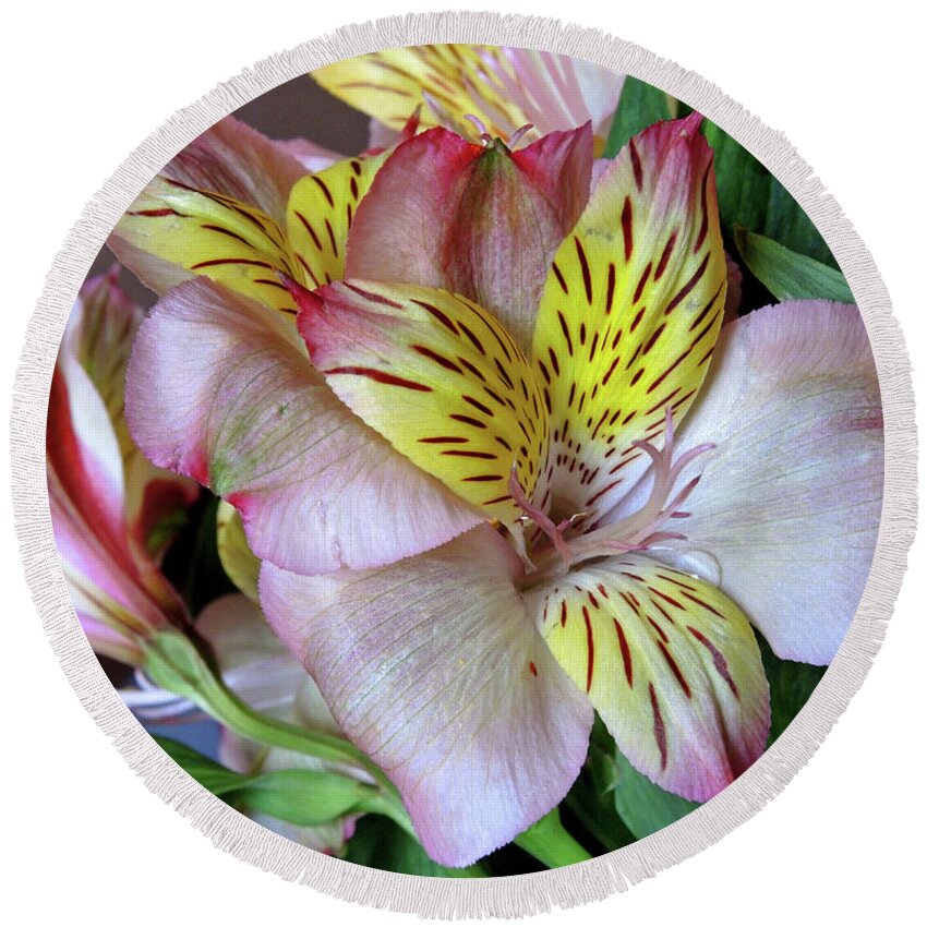 Lily Round Beach Towel featuring the photograph Lily in North Light by Lynda Lehmann